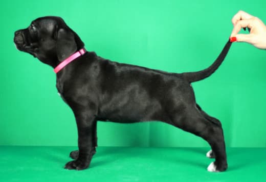 Cane Corso puppies for sale