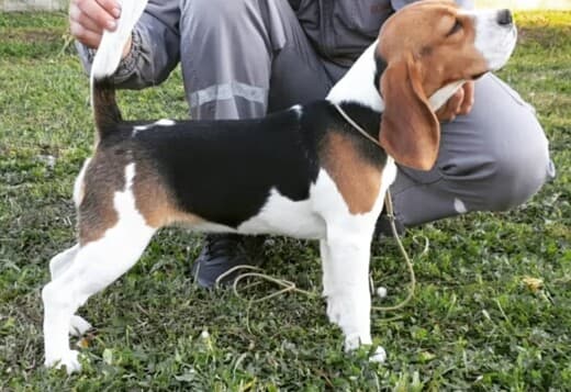 Beagle female for sale