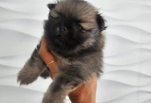 Pomeranian Spitz male puppy