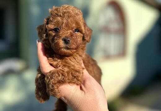 Toy and mini poodle   puppies
