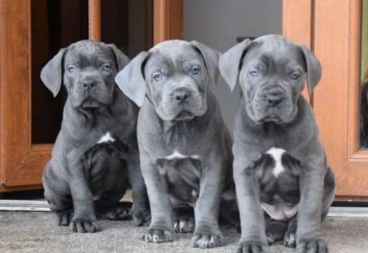Registered Energetic Cane Corso Puppies$1000