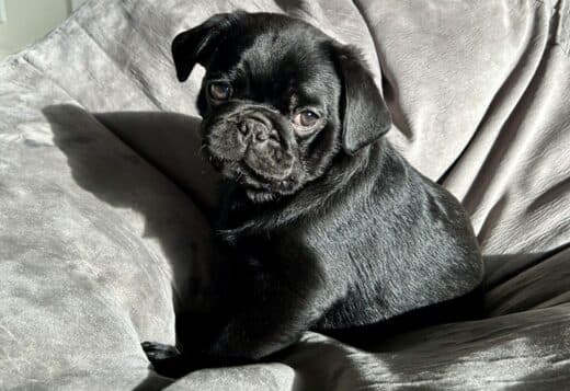 Purebred Pug Puppies.