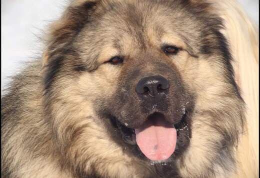 Caucasian Shepherd male puppy