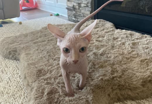 Adorable Male Sphynx Kitten