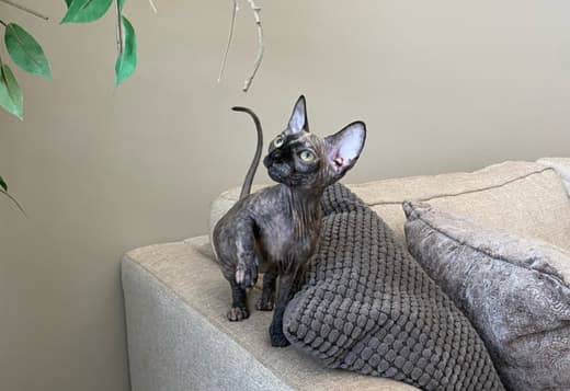 Adorable Female Sphynx Kitten