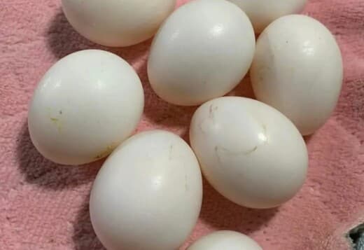 Fertile Parrot Eggs For Sale
