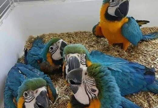 Blue And Gold Macaw For Sale