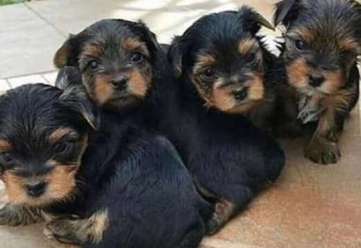High quality teacup yorkie puppies available for sale