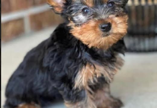 Tea cup yorkshire terrier puppies