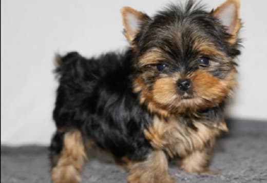 Akc Yorkie Puppies For Forever Homes 3 Males, 2 Females Puppies Left.