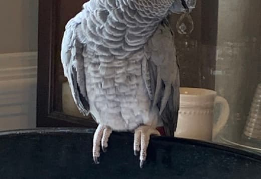 African Grey Parrots For Sale 470-673-7509