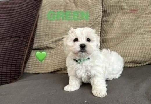 Litter Of Premium Maltese Male And Female Puppies ready