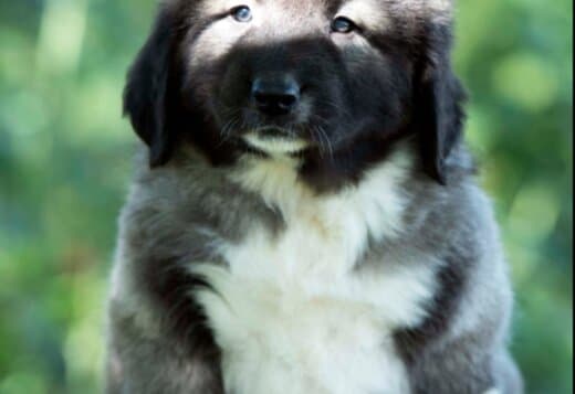 Caucasian Shepherd puppies