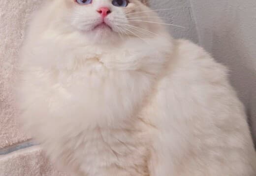 very beautiful ragdoll