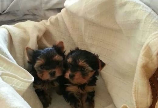 Adorable Home Raised Yorkie Puppies ready  470-673-7509
