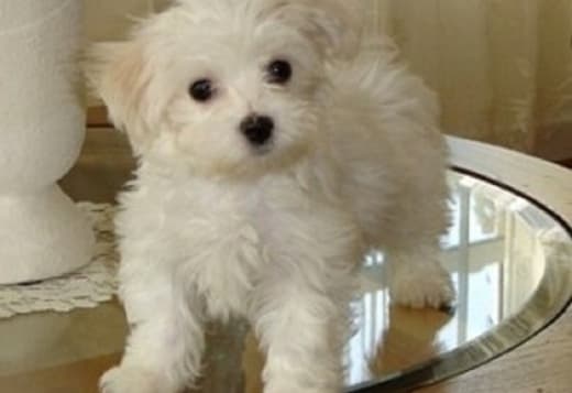 Maltese Puppies For Perfect Companion