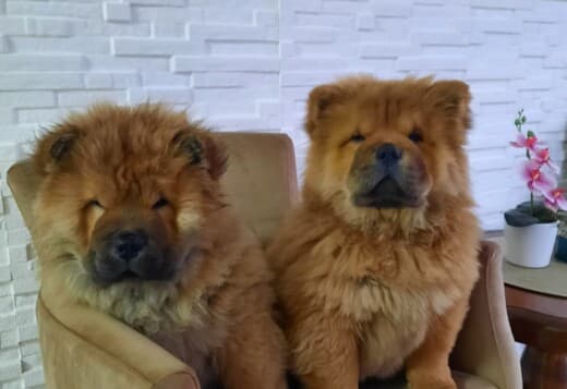 Chow Chow puppies