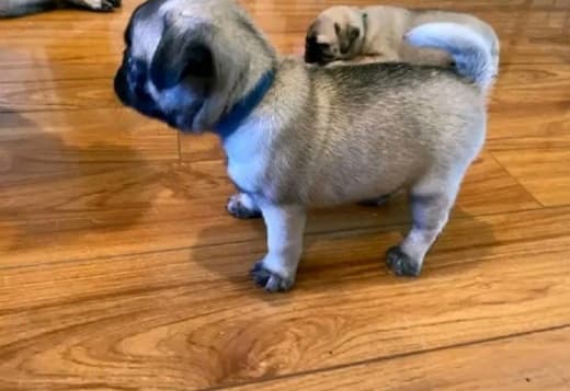 4 Pug Puppies Available For Sale 470-673-7509