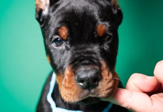 Doberman puppies for sale