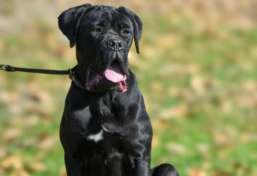 Cane Corso Female Puppy for sale