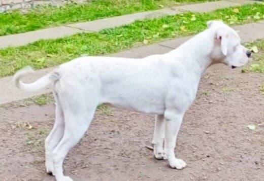 American Bulldog females for sale