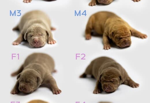 American Bully puppies