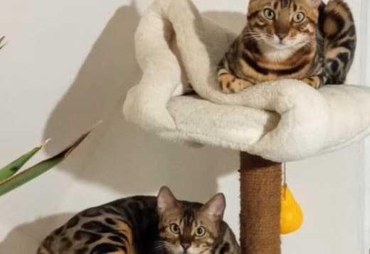 Bengal kittens for sale