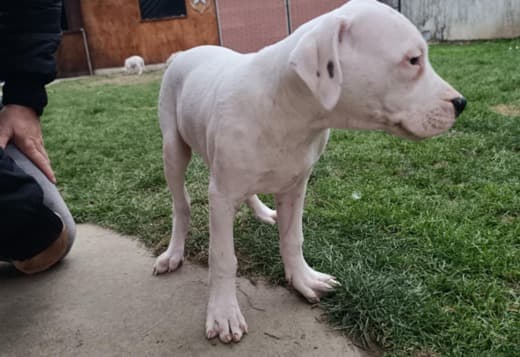 Dogo Argentino puppies