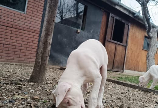 Dogo Argentino puppies