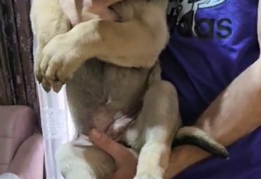 Bandog puppies for sale