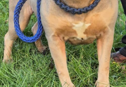 XL American Bully for sale
