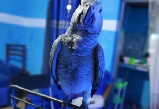 African grey parrots for adoption