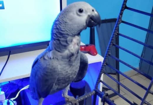 African grey parrots for adoption