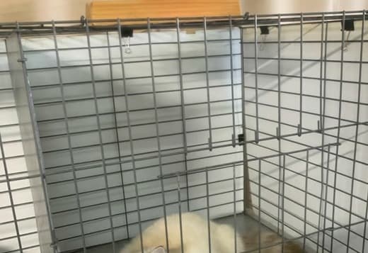 ragdoll kittens for sale