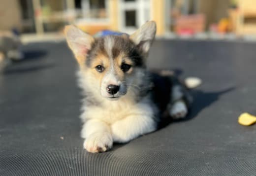 Welsh Corgi Pembroke puppies