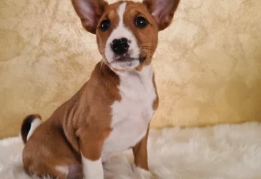 Basenji puppies