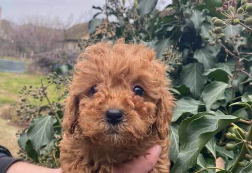 Toy Poodle puppies
