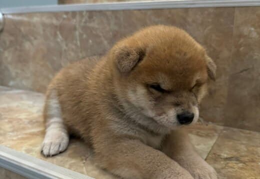 Shiba Inu puppies
