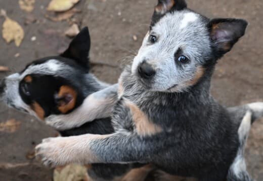 Australian cattle dog puppies