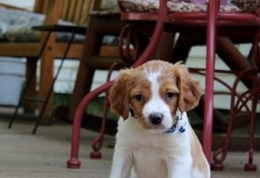 Adorable Brittany Spaniel puppies male and female puppies available