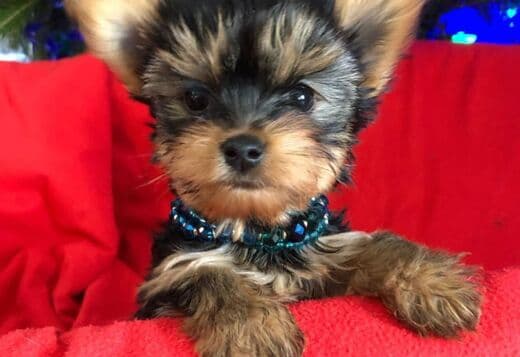 Animated Yorkie puppies available