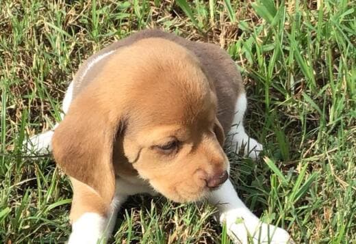 AKC Registered Beagles