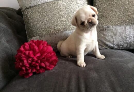2 Pug puppies For Adoption