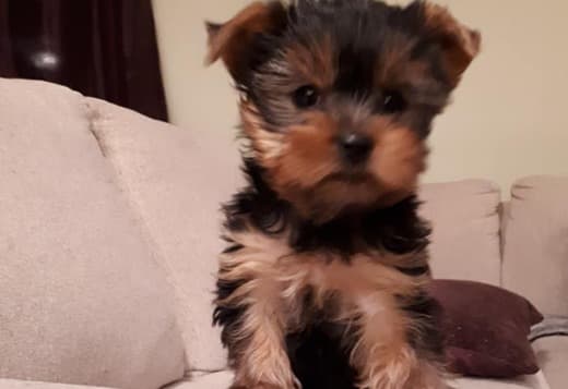 Yorkshire Terrier Puppies