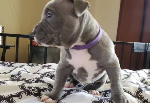 Pitbullpuppiesforsale