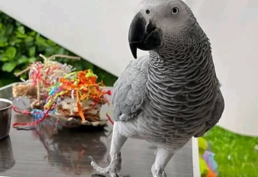 African grey parrots for adoption