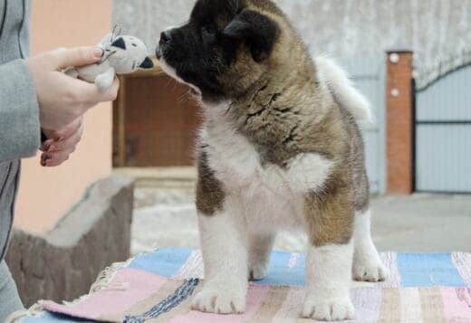 Well Trained American Akita puppies