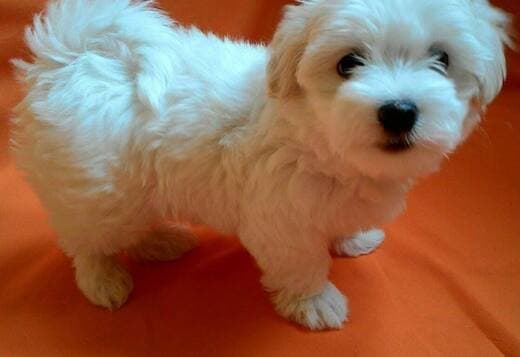 Maltese puppy male