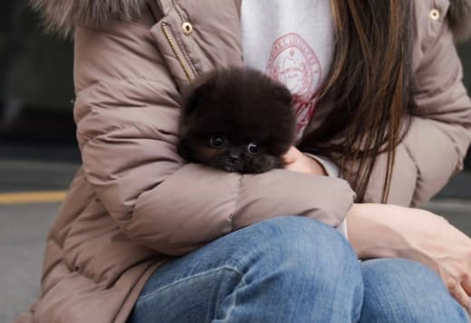 White POMERANIAN PUPPY