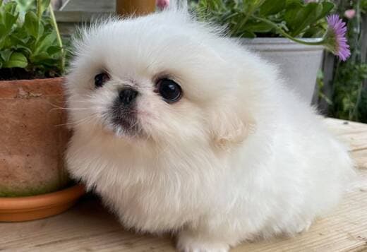 AKC Registered Pekingese Puppies